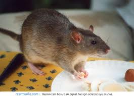 Farelerin kemirme nedenleri ?