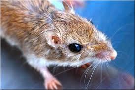 Fare çeşitleri ve çeşitlerine göre zararları