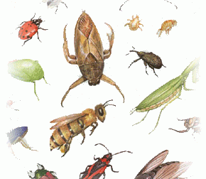 Böcek Ve Haşereler Ne Tür Zararlar Vermektedir