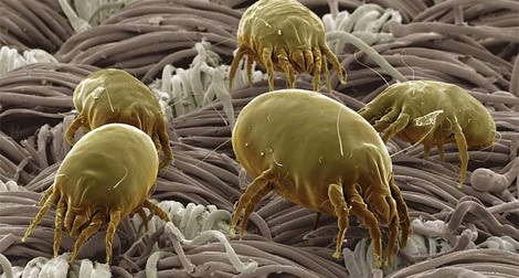 Deri Böceği İlaçlamasının İnsanlar İçin Önemi