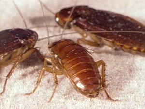 Hamam Böceği ve Çeşitlerini Yok Etme