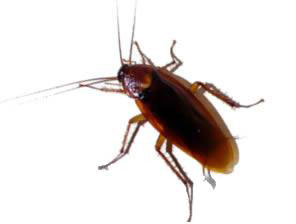 Kalorifer böceği ilaçlama yöntem ve hususları