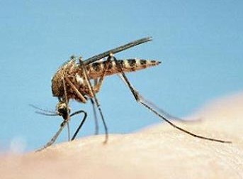 Sivrisinek ilaçlama