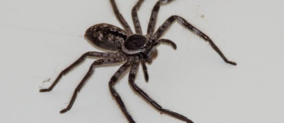 Örümcek İlaçlama