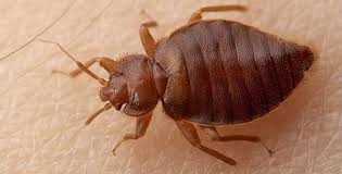 Tahtakurusu İlaçlama Hakkında